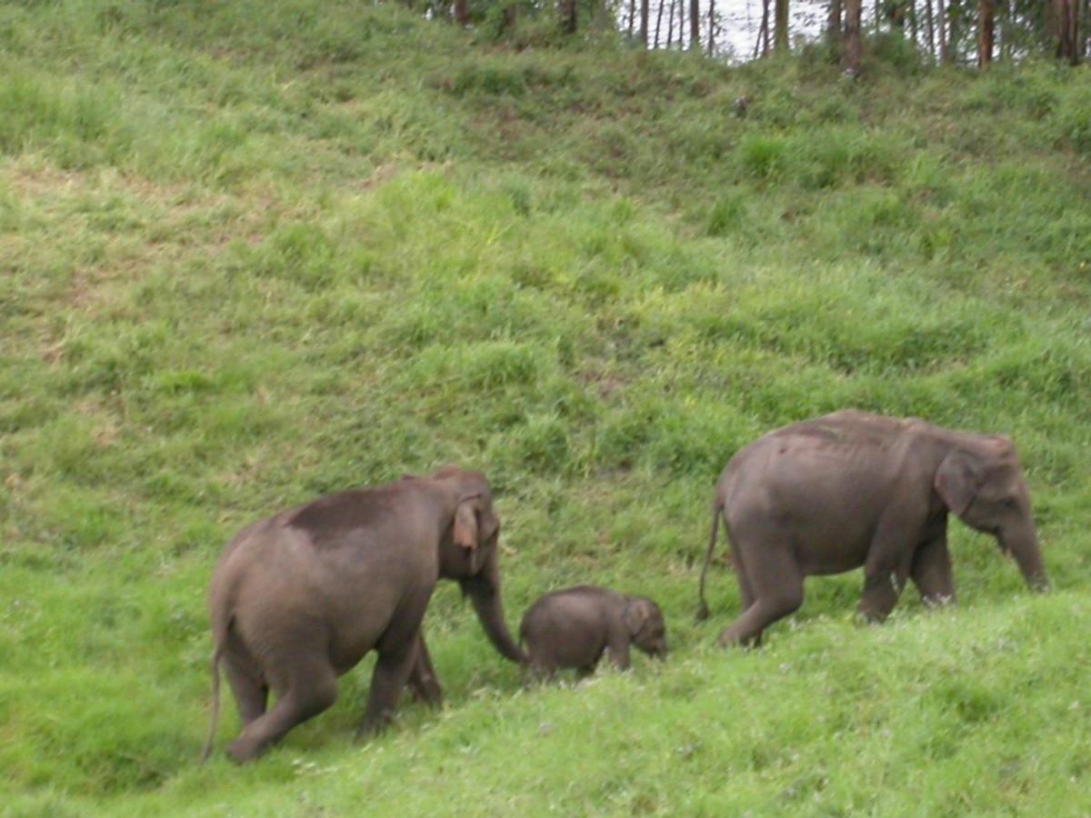 Mistica Munnar Apartment Anachal Luaran gambar