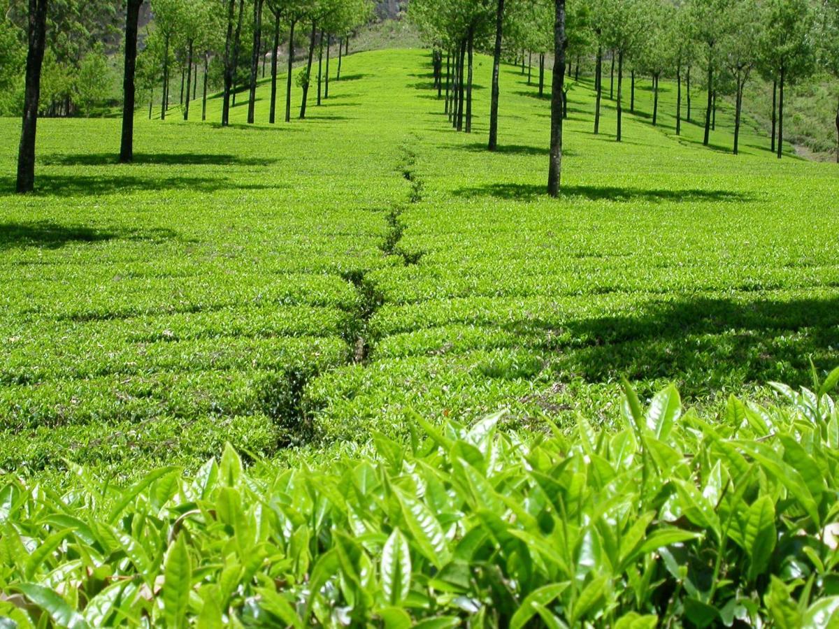 Mistica Munnar Apartment Anachal Luaran gambar