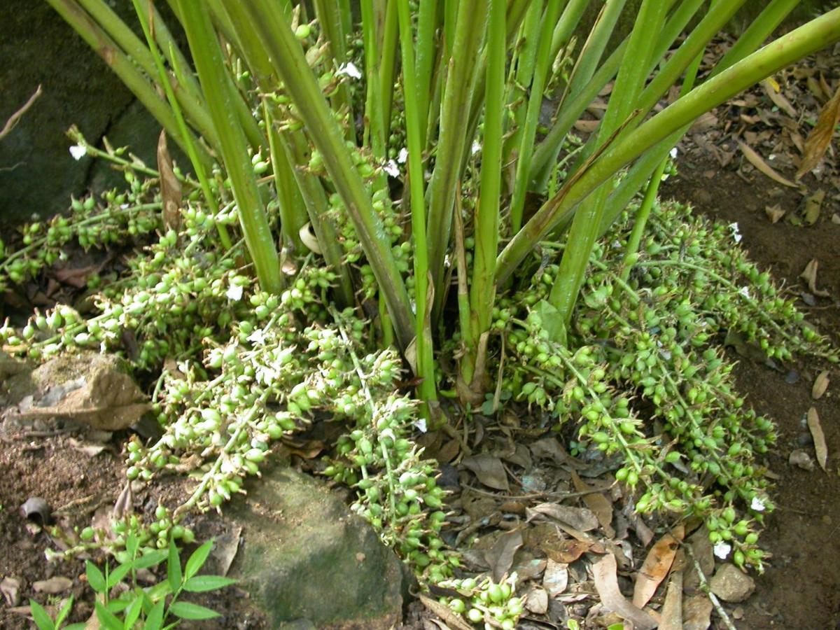 Mistica Munnar Apartment Anachal Luaran gambar