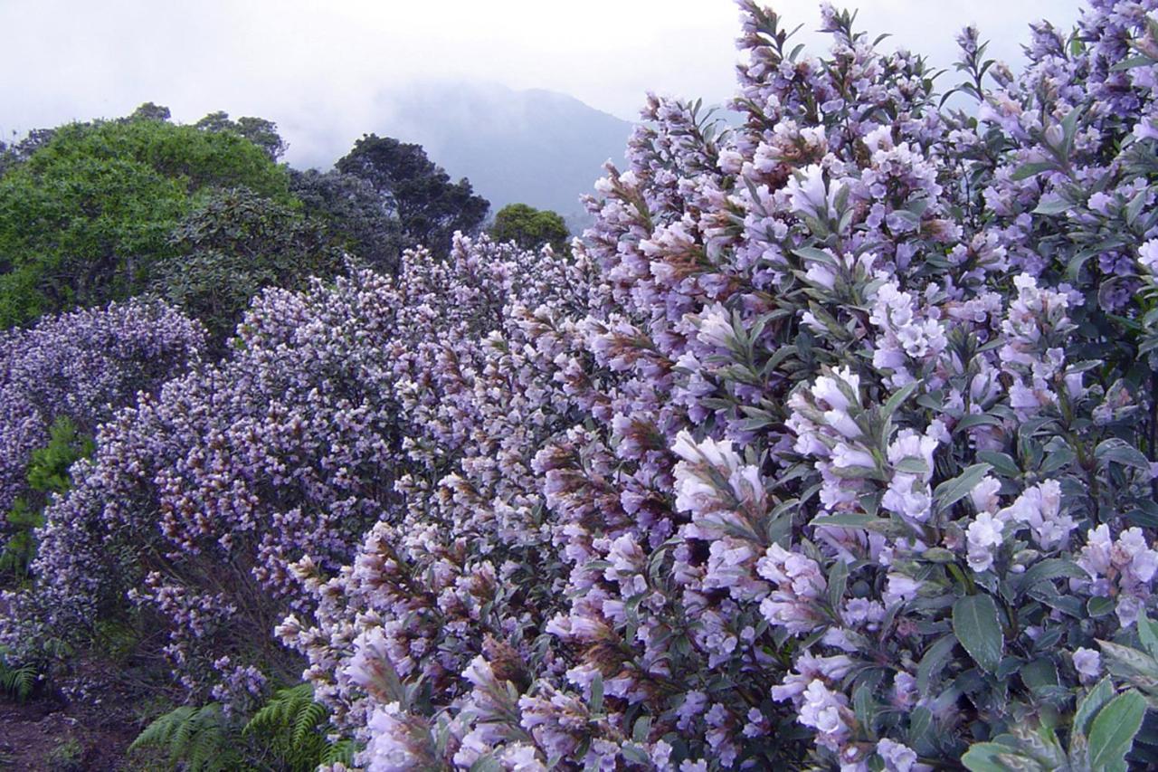 Mistica Munnar Apartment Anachal Luaran gambar
