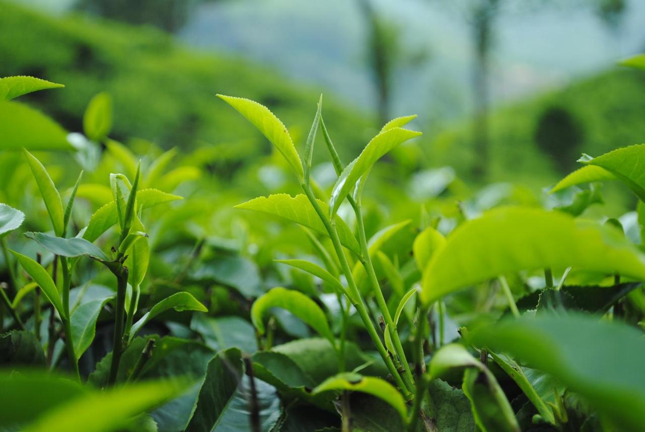 Mistica Munnar Apartment Anachal Luaran gambar